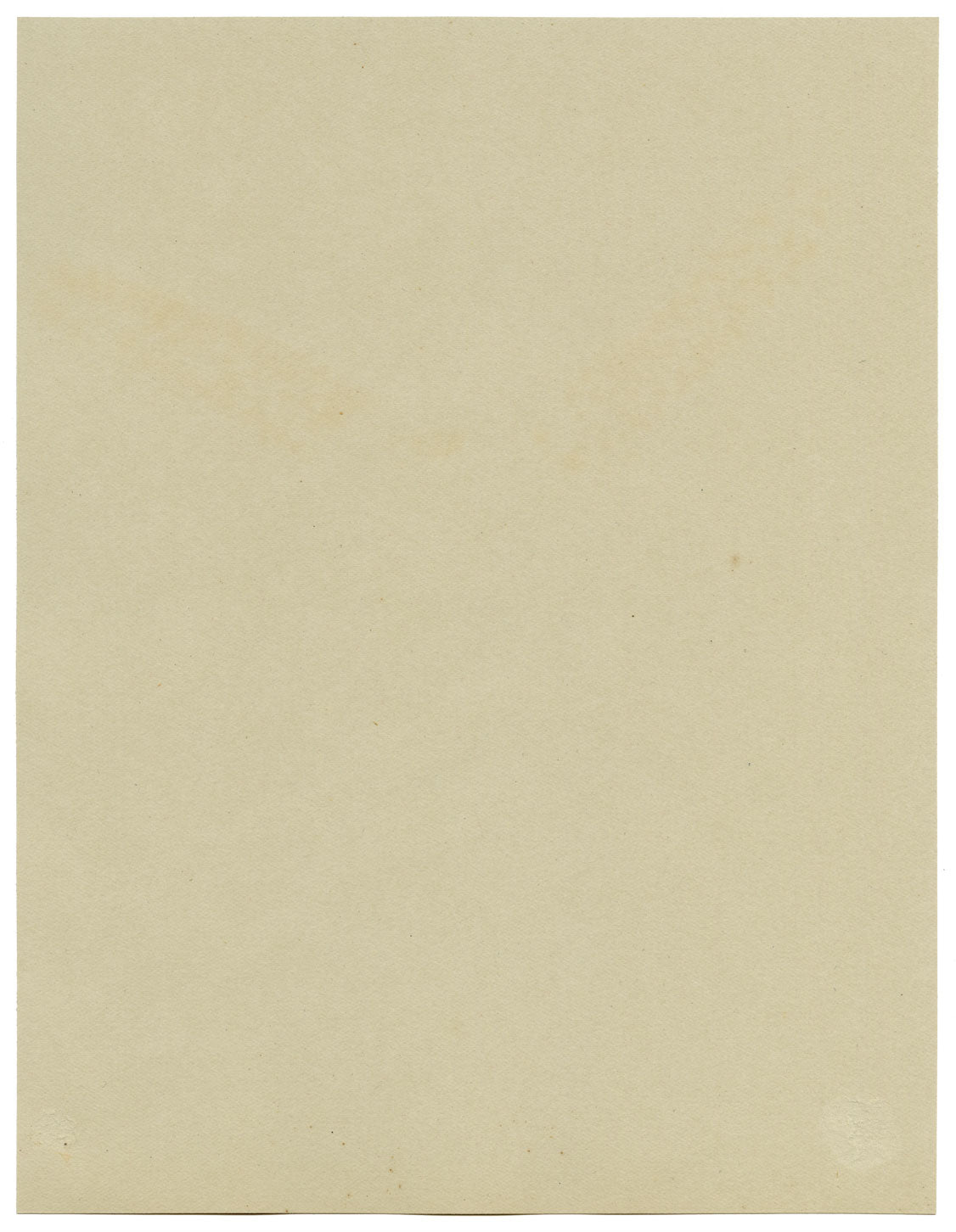 White Speedwell Flower, Meadfoot Woods, Torquay Devon –1912 watercolour painting