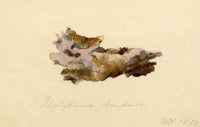 ERP, Fungus Thelephora purpurea – Acquerello originale del 1858