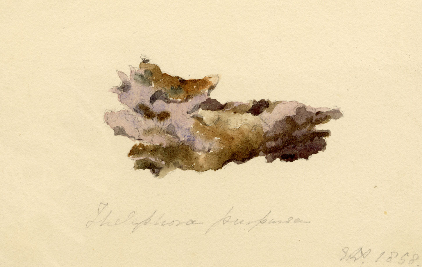 ERP, Fungus Thelephora purpurea – Acquerello originale del 1858