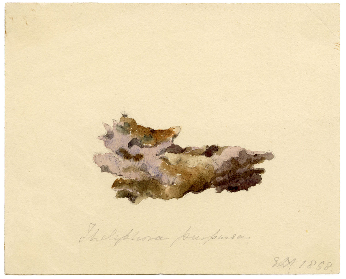 ERP, Fungus Thelephora purpurea – Acquerello originale del 1858