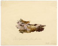ERP, Fungus Thelephora purpurea – Acquerello originale del 1858