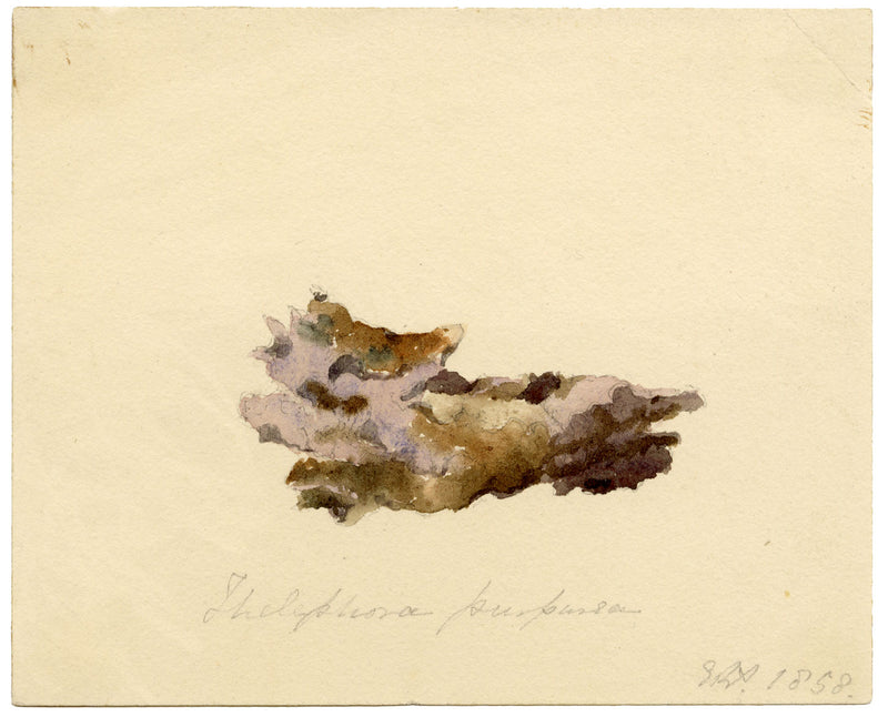 ERP, Fungus Thelephora purpurea – Acquerello originale del 1858