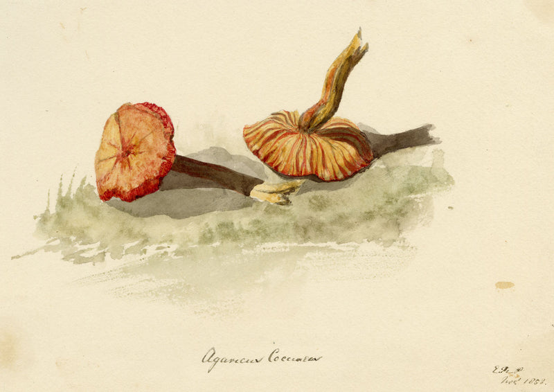 ERP, Hongo Agaricus coccineus – Acuarela original de 1858