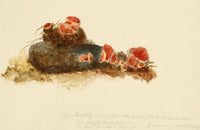 ERP, Fungo della Coppa dell'Elfo Scarlatto (Peziza austriaca) – acquerello del 1859