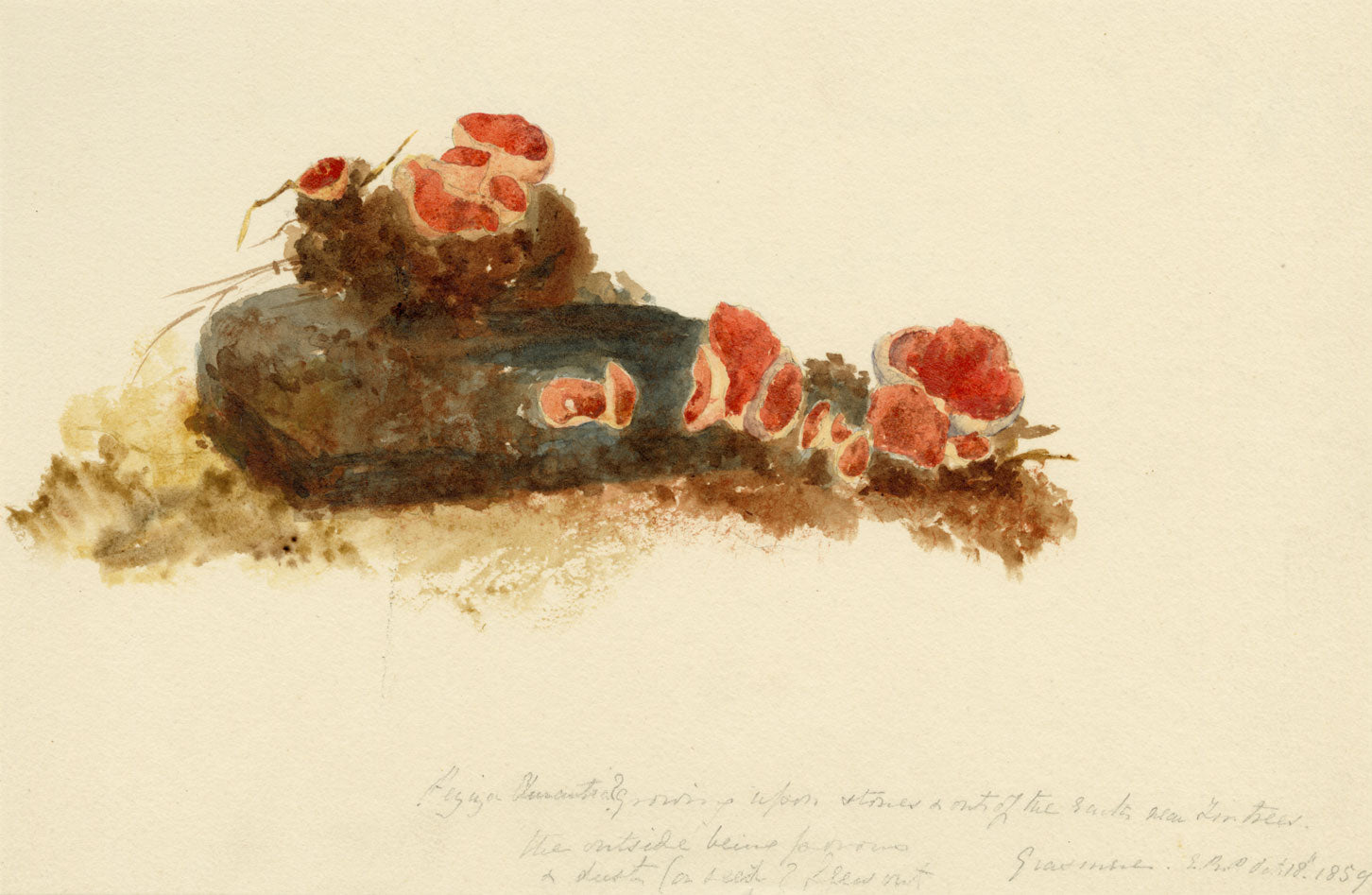 ERP, Fungo della Coppa dell'Elfo Scarlatto (Peziza austriaca) – acquerello del 1859