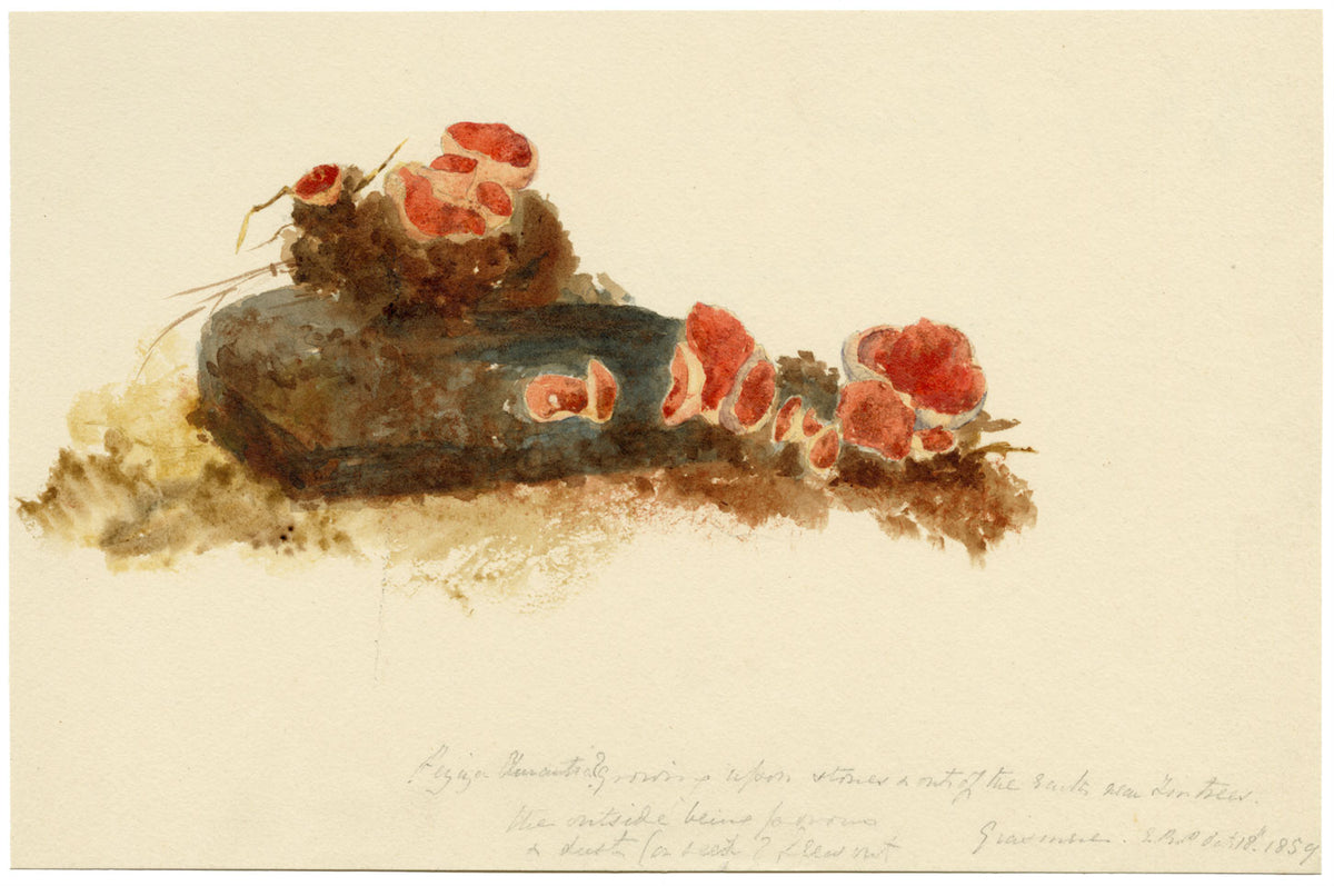 ERP, Fungo della Coppa dell'Elfo Scarlatto (Peziza austriaca) – acquerello del 1859