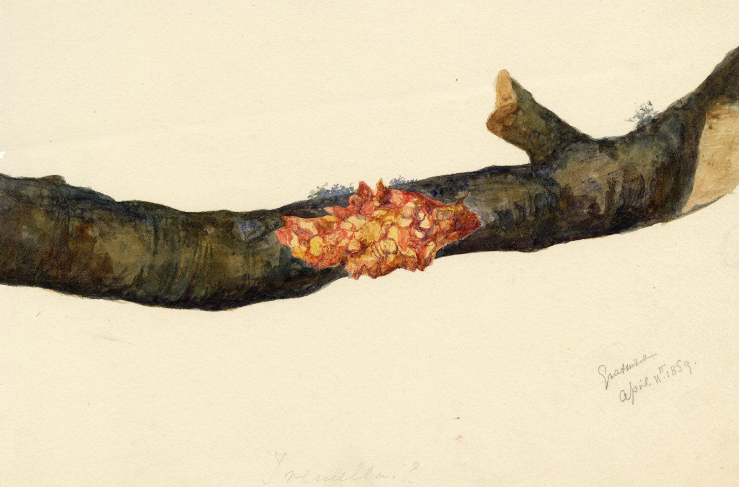 E.R.P., Fungus Yellow Brain (Tremella mesenterica) – 1859 watercolour painting