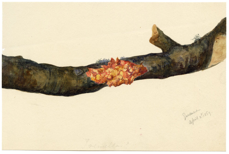 E.R.P., Fungus Yellow Brain (Tremella mesenterica) – 1859 watercolour painting