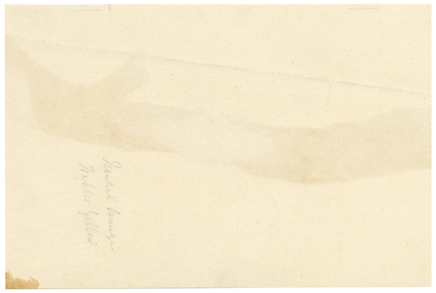 E.R.P., Fungus Yellow Brain (Tremella mesenterica) – 1859 watercolour painting