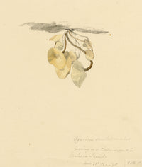 E.R.P., Mushroom Agaricus caulicinalis – Original 1860 watercolour painting