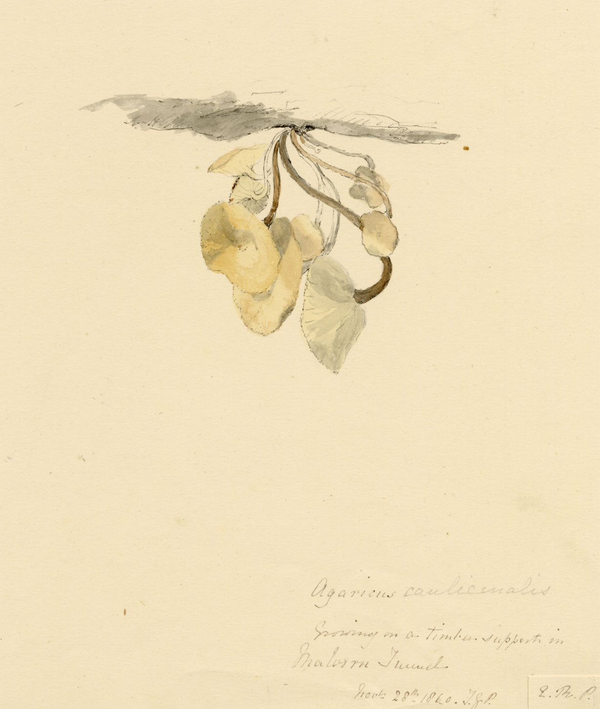 E.R.P., Mushroom Agaricus caulicinalis – Original 1860 watercolour painting