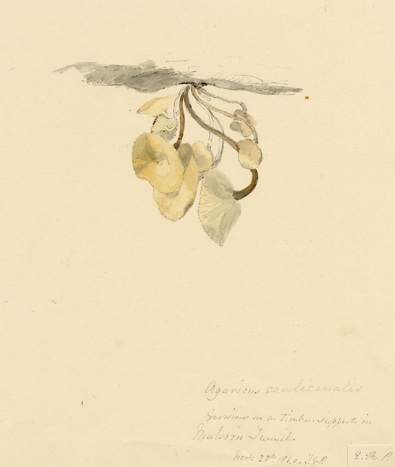 E.R.P., Mushroom Agaricus caulicinalis – Original 1860 watercolour painting