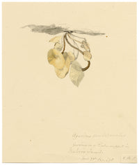 E.R.P., Mushroom Agaricus caulicinalis – Original 1860 watercolour painting