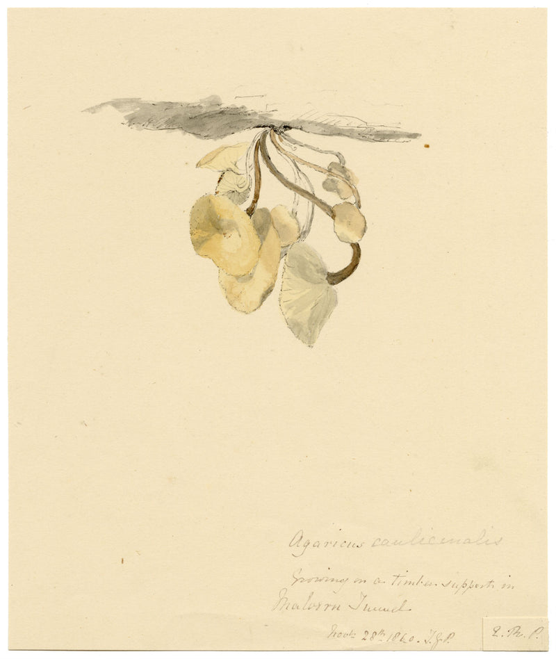 E.R.P., Mushroom Agaricus caulicinalis – Original 1860 watercolour painting
