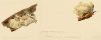 E.R.P., Fungus Variable Oysterling (Crepidotus variabilis) – 1860 watercolour