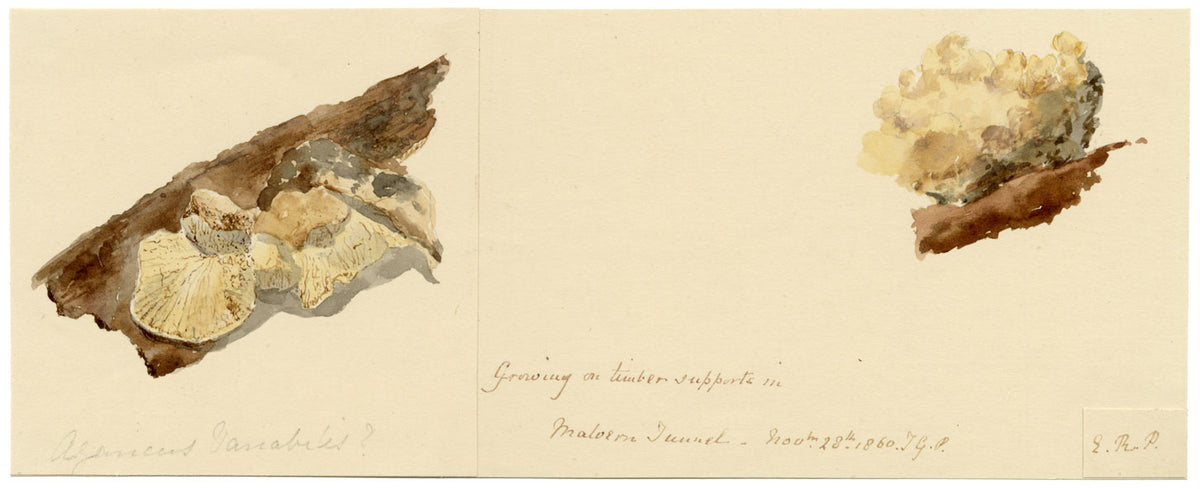 E.R.P., Fungus Variable Oysterling (Crepidotus variabilis) – 1860 watercolour