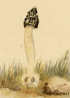 E.R.P., Mushroom Stinkhorn (Phallus impudicus) – 1859 watercolour painting