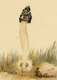 E.R.P., Mushroom Stinkhorn (Phallus impudicus) – 1859 watercolour painting