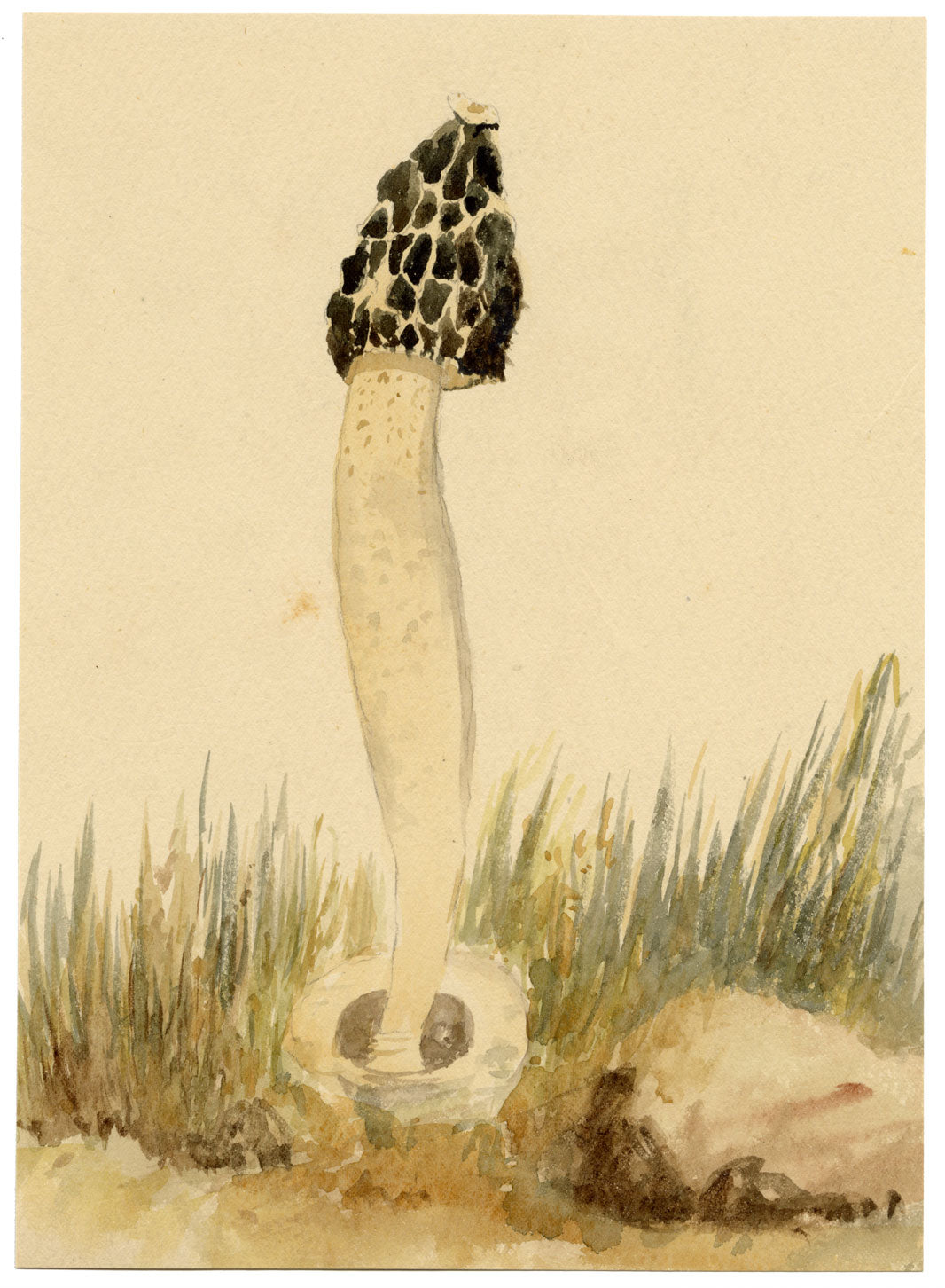 ERP, Phallus impudicus (Fungo puzzolente) – acquerello del 1859