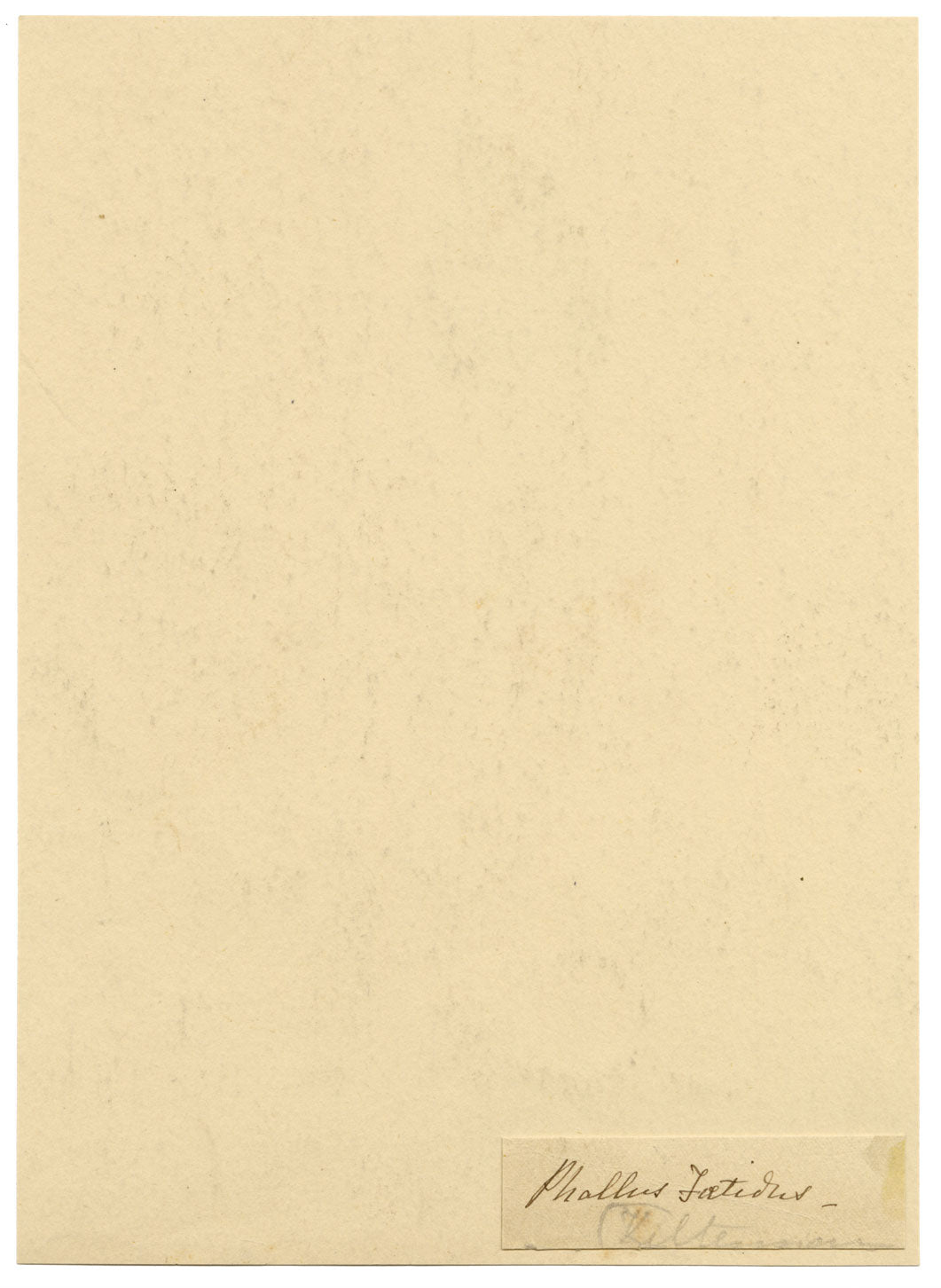 E.R.P., Mushroom Stinkhorn (Phallus impudicus) – 1859 watercolour painting