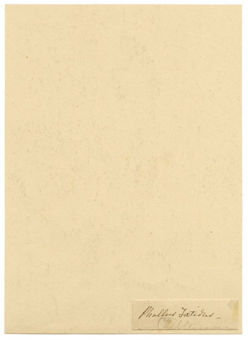 E.R.P., Mushroom Stinkhorn (Phallus impudicus) – 1859 watercolour painting