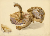 E.R.P., Mushroom Agaricus procerus – Original 1859 watercolour painting