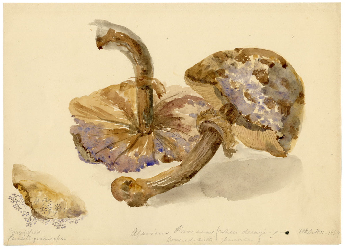 ERP, fungo Agaricus procerus – Acquerello originale del 1859