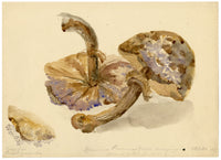 E.R.P., Mushroom Agaricus procerus – Original 1859 watercolour painting