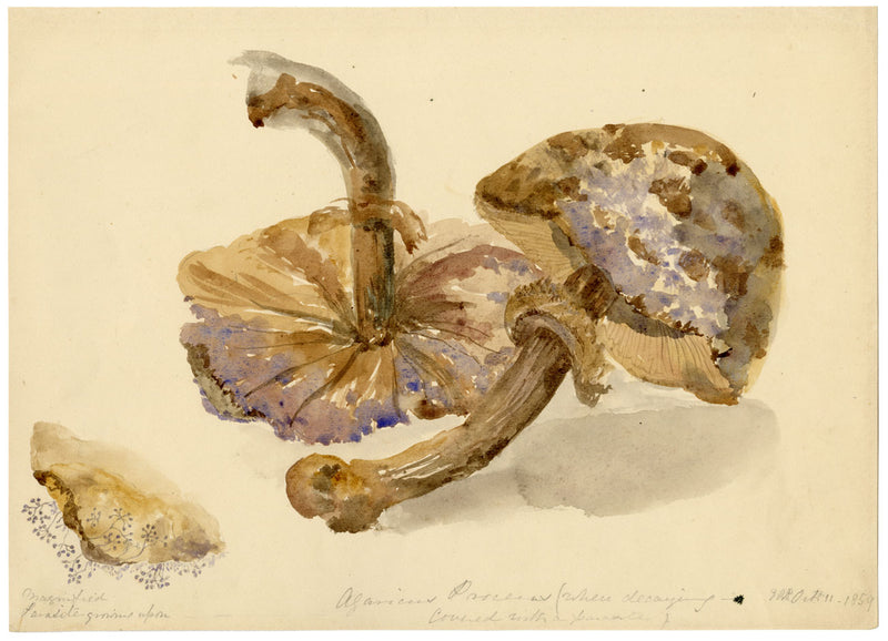 E.R.P., Mushroom Agaricus procerus – Original 1859 watercolour painting