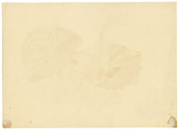 E.R.P., Mushroom Agaricus procerus – Original 1859 watercolour painting