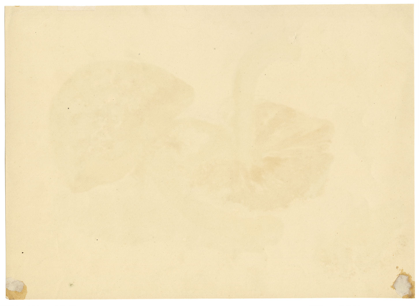 E.R.P., Mushroom Agaricus procerus – Original 1859 watercolour painting