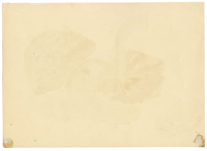 E.R.P., Mushroom Agaricus procerus – Original 1859 watercolour painting