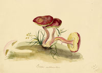 E.R.P., Mushroom Suede Bolete (Boletus subtomentosus) –1860 watercolour painting