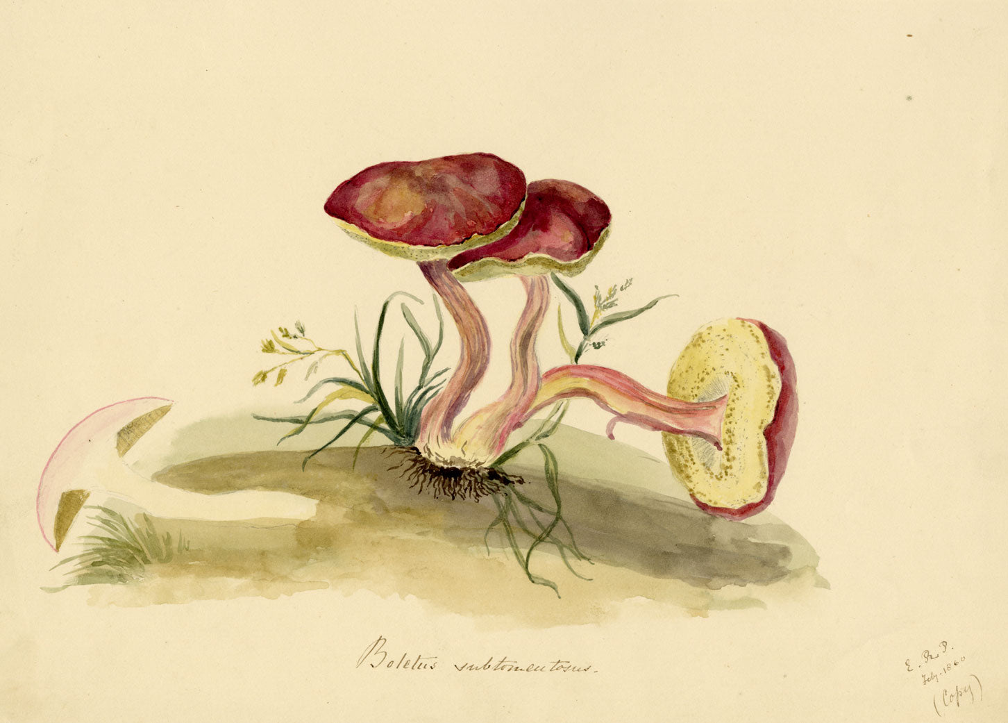 E.R.P., Mushroom Suede Bolete (Boletus subtomentosus) –1860 watercolour painting