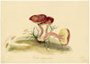 E.R.P., Mushroom Suede Bolete (Boletus subtomentosus) –1860 watercolour painting