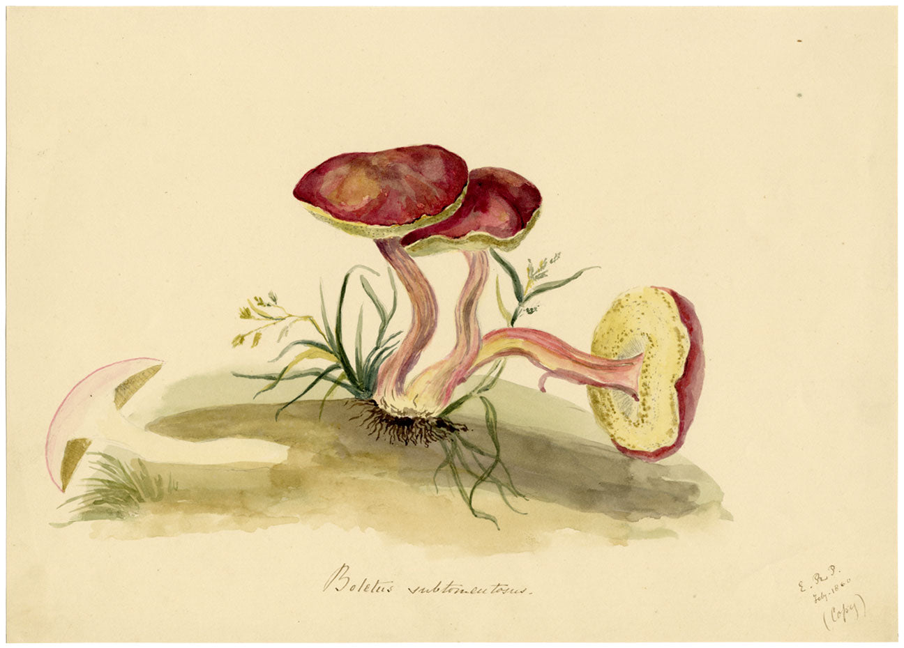 E.R.P., Mushroom Suede Bolete (Boletus subtomentosus) –1860 watercolour painting