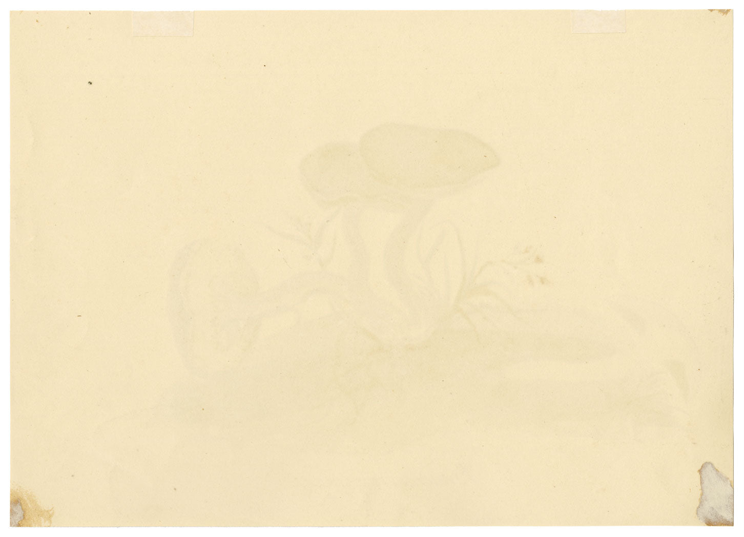 E.R.P., Mushroom Suede Bolete (Boletus subtomentosus) –1860 watercolour painting