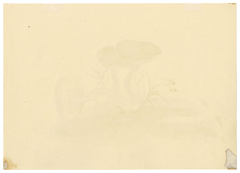 E.R.P., Mushroom Suede Bolete (Boletus subtomentosus) –1860 watercolour painting