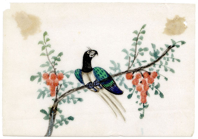 Antico dipinto cinese del XIX secolo: uccello del paradiso su ramo di fiori d'arancio