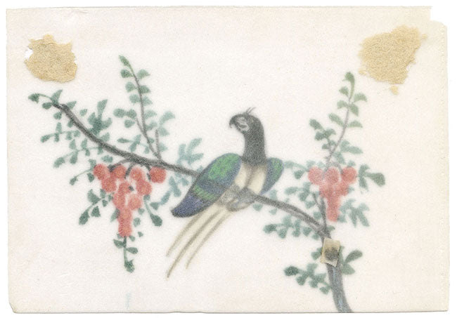 Antico dipinto cinese del XIX secolo: uccello del paradiso su ramo di fiori d'arancio