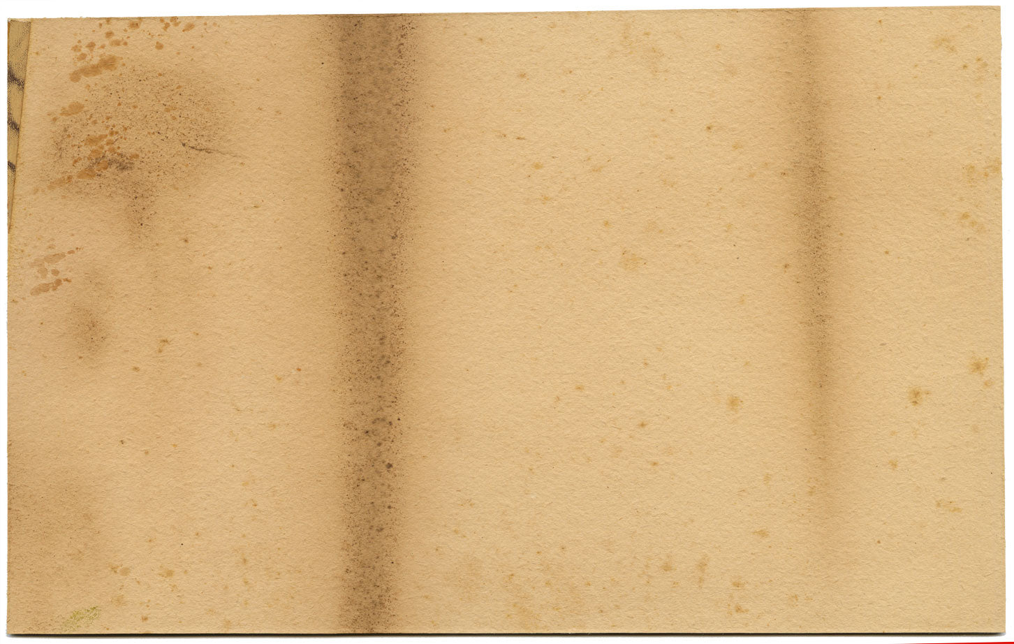 Dipinto antico cinese del XIX secolo – Coppia di fagiani dorati