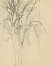 Eleanor Hughes RI, Tree Study – Original 1920 graphite drawing
