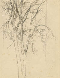 Eleanor Hughes RI, Tree Study – Original 1920 graphite drawing