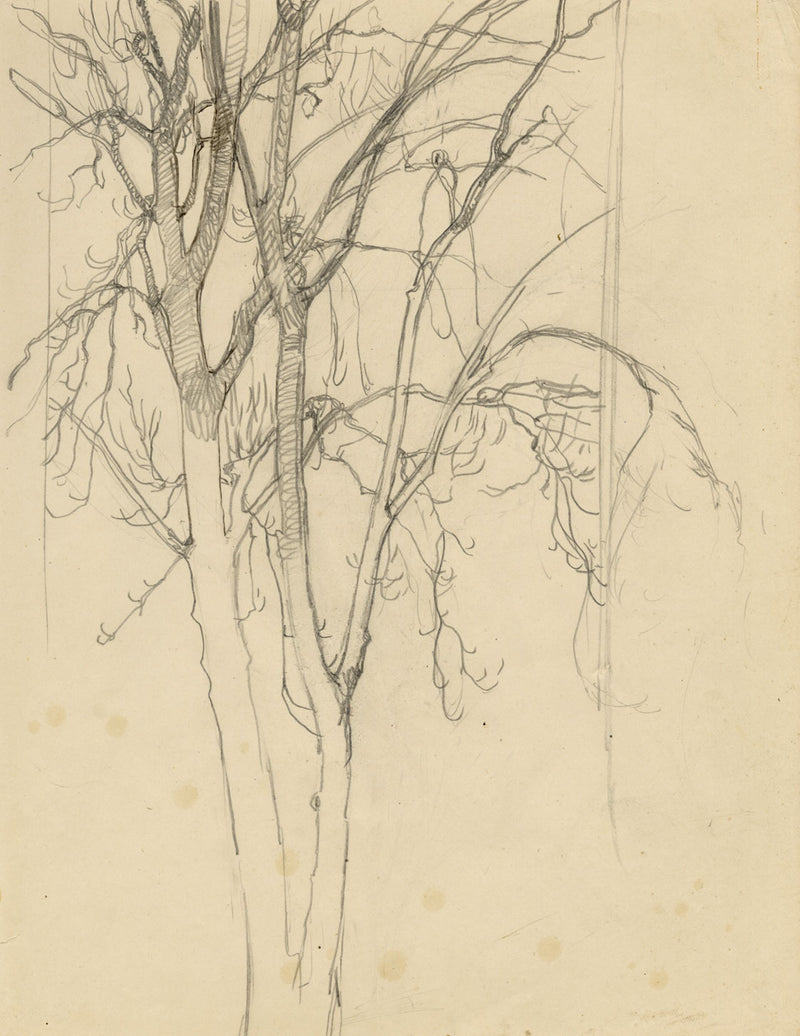 Eleanor Hughes RI, Tree Study – Original 1920 graphite drawing