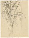 Eleanor Hughes RI, Tree Study – Original 1920 graphite drawing