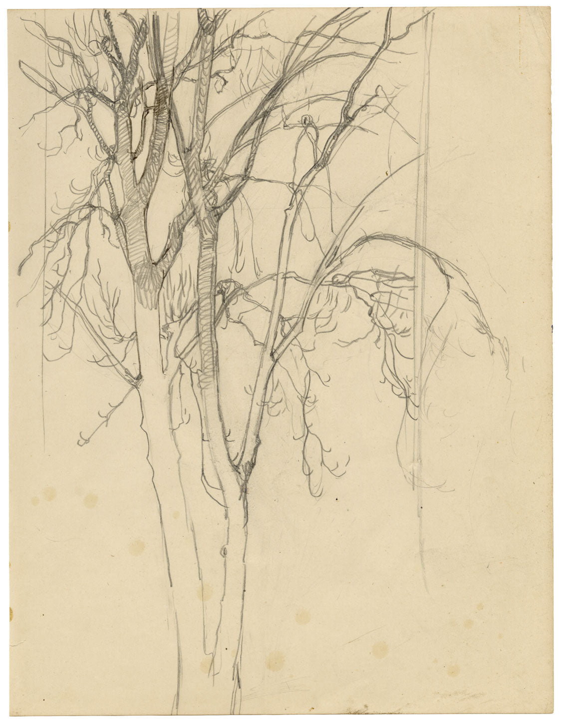 Eleanor Hughes RI, Studio dell'albero – Disegno originale a grafite del 1920