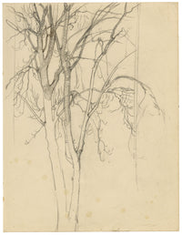 Eleanor Hughes RI, Tree Study – Original 1920 graphite drawing