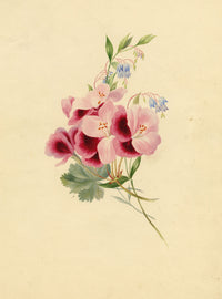 Geranium Shield of Achilles & lobelia Flower – early C19th watercolour painting