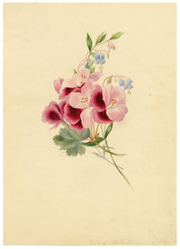 Geranium Shield of Achilles & lobelia Flower – early C19th watercolour painting