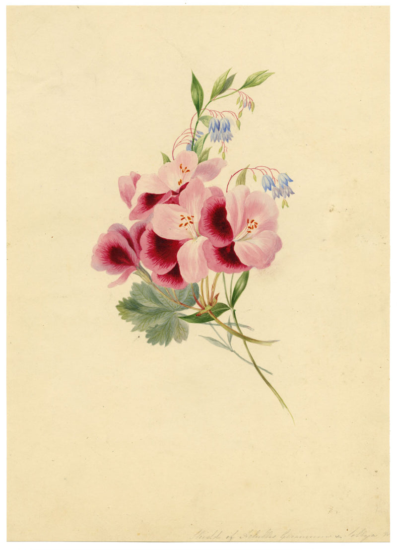 Geranium Shield of Achilles & lobelia Flower – early C19th watercolour painting